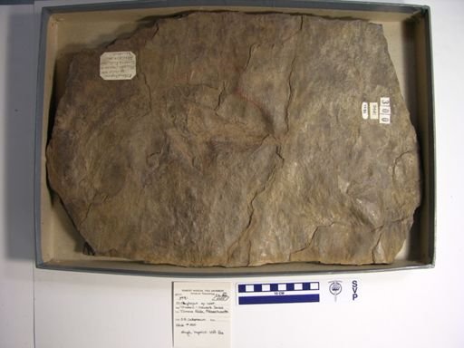 Otouphepus cf. magnificus