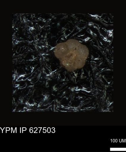undet. Foraminiferida