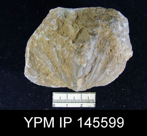 Spirifer (Neospirifer) musakheylensis