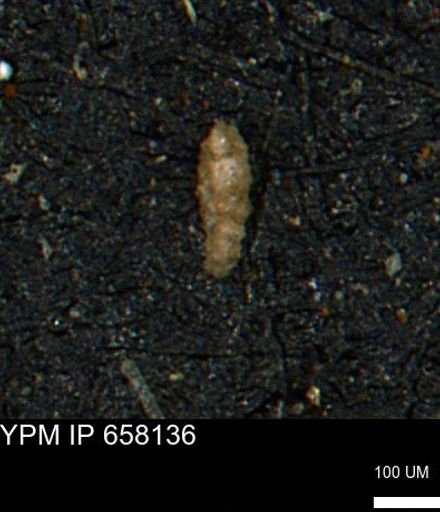 Ammobaculoides?