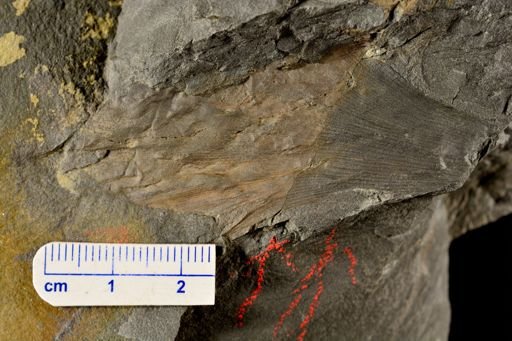 Eddya sullivanensis