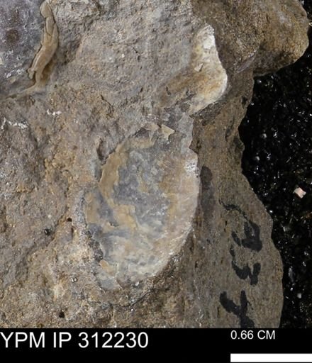 undet. Bivalvia