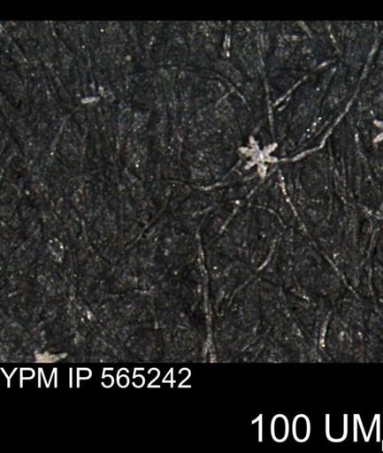 undet. Porifera