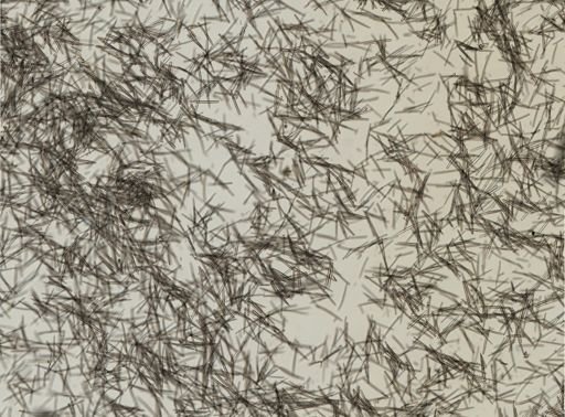 Isodictya deichmannae