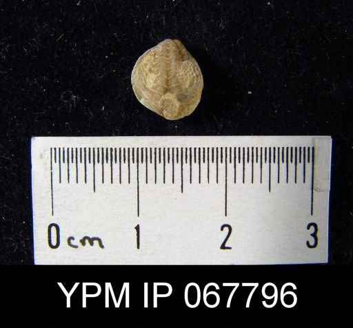 Atrypina imbricata