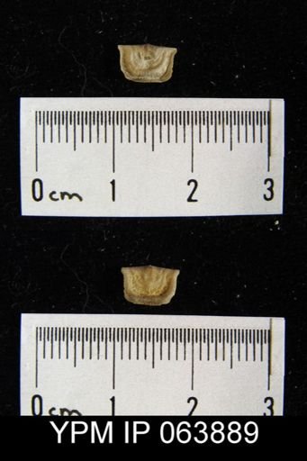 Leptaena delicata