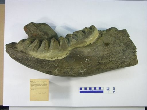 Stegodon cliftii