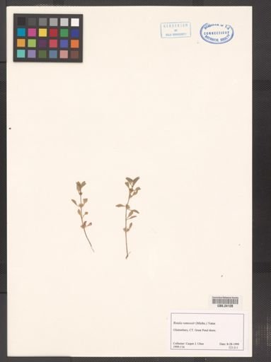 Rotala ramosior