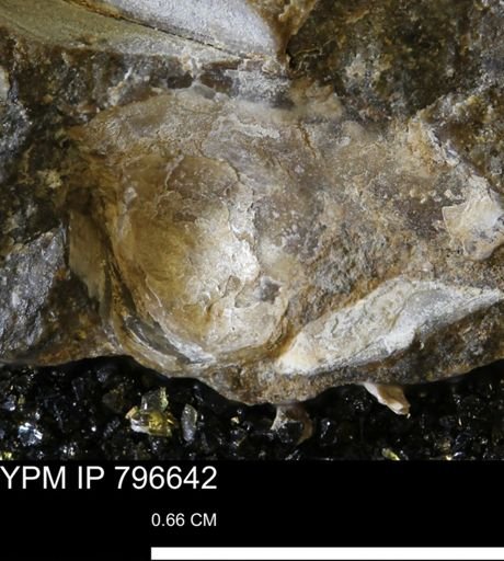 undet. Mollusca