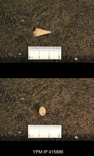 Meekospira choctawensis