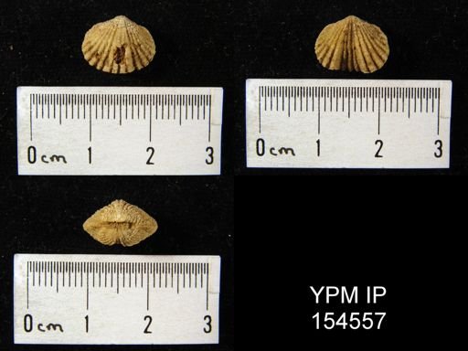 Platystrophia lynx