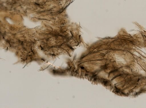 Halichondria bowerbanki