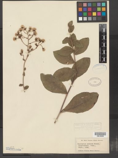 Hieracium scabrum