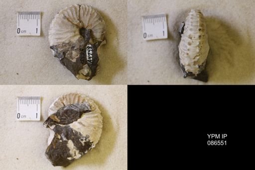 undet. Scaphitidae