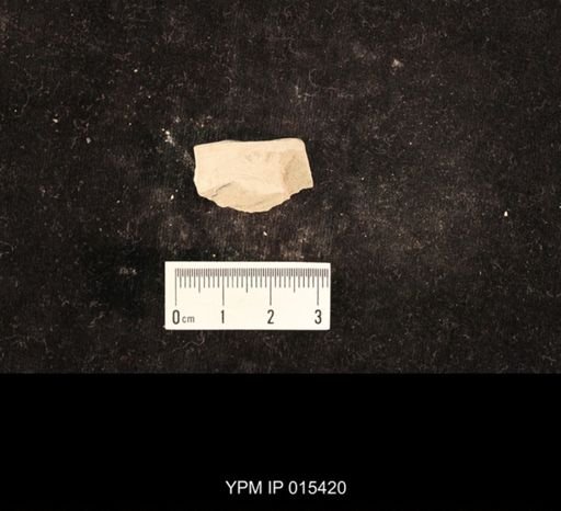 Lemmatophora typa