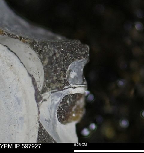 Limopsis striatopunctatus