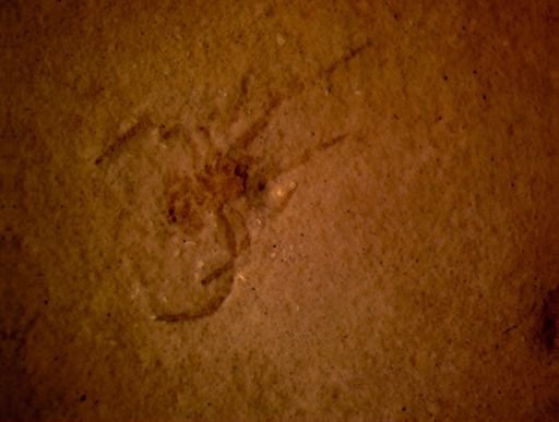 undet. Araneida