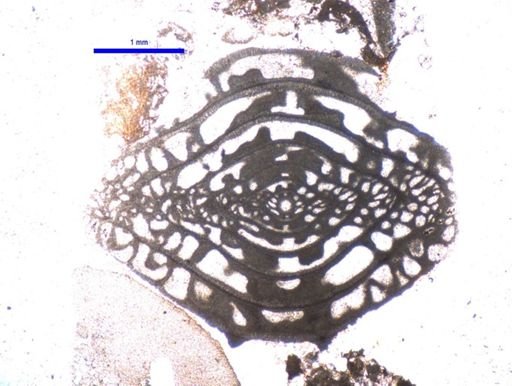 Triticites pinguis