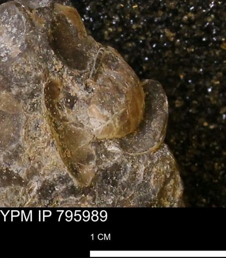 Protocardia