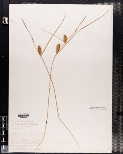 Carex bullata