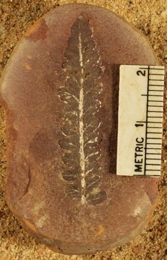 Pecopteris