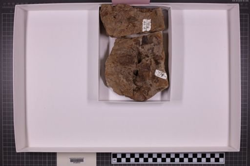 mixed taxa, stratigraphic collection