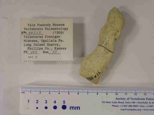 Teleoceras fossiger