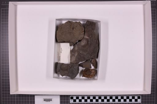 mixed taxa, stratigraphic collection