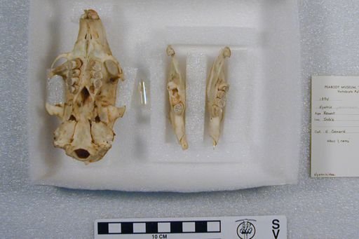 Hystrix javanica