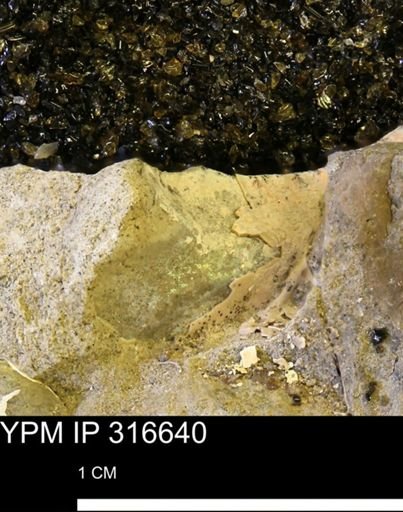 undet. Mollusca