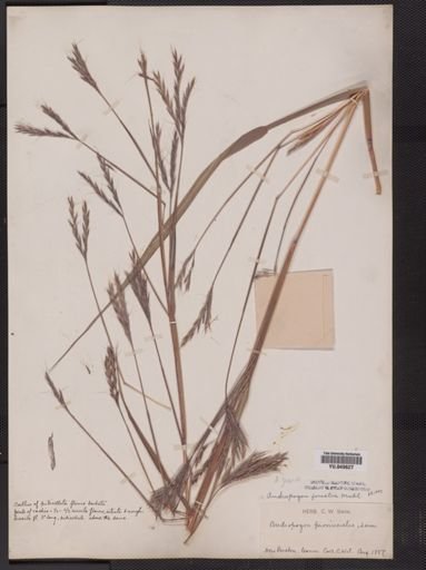 Andropogon gerardii furcatus