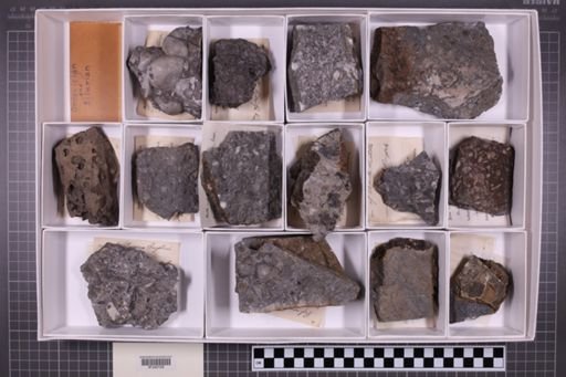 mixed taxa, stratigraphic collection