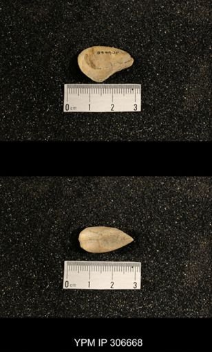 Phestia bellistriata