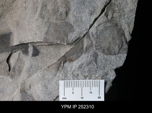undet. Eurypterida