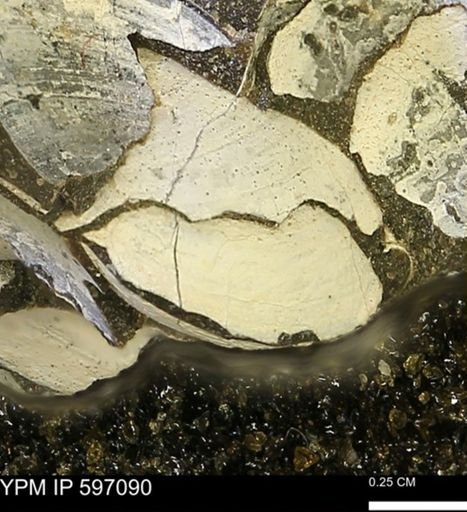 Limopsis striatopunctatus