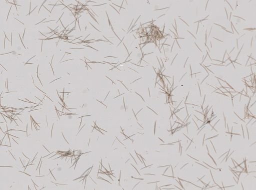 Halichondria bowerbanki