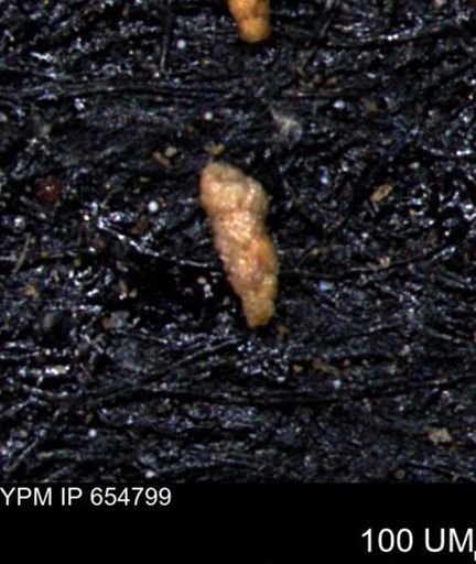 Verneuilinoides kansasensis