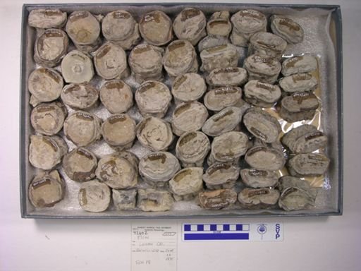 Xiphactinus sp.