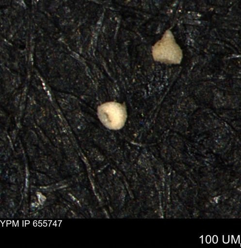 Clathrocyclas (Clathrocyclas) irrasa
