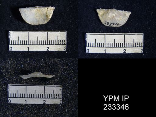 Chonetes granulifer