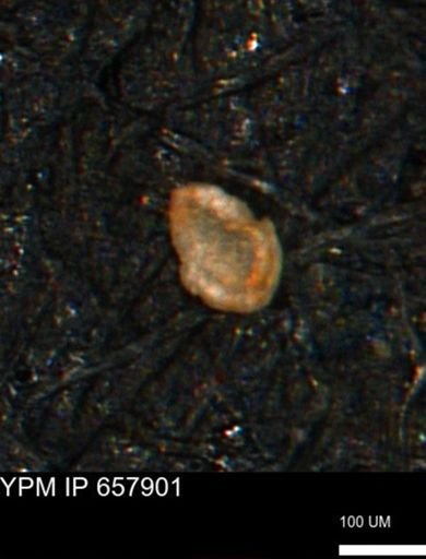 Spirolocammina planula
