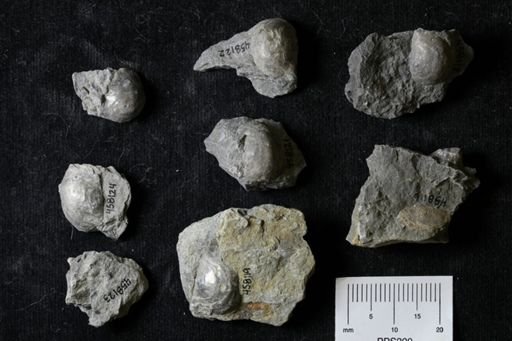 Pholidostrophia iowaensis