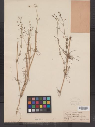 Spergula arvensis