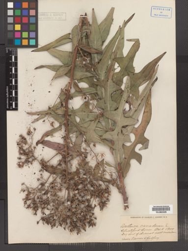 Lactuca canadensis