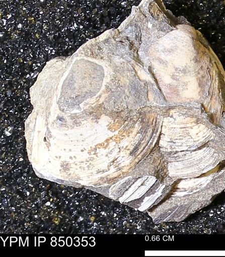 Limopsis striatopunctatus
