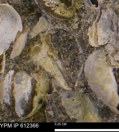 undet. Bivalvia