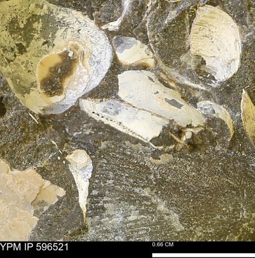 undet. Mollusca