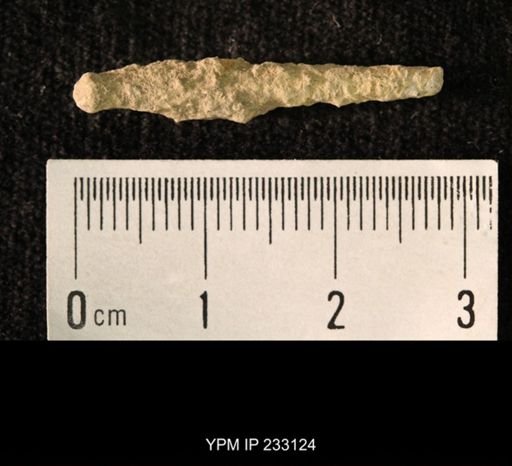 Archaeocidaris sp.
