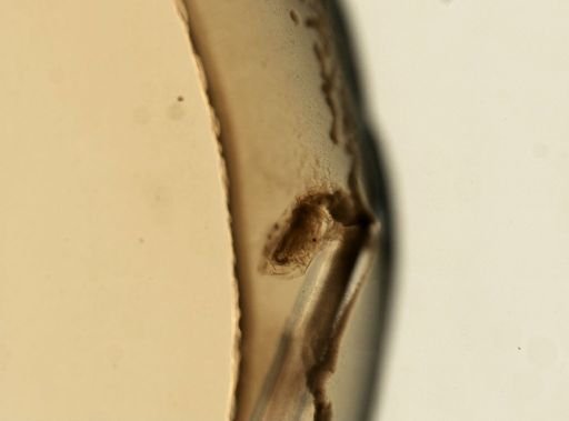 Daphnia pulex