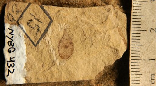 Eucommia montana